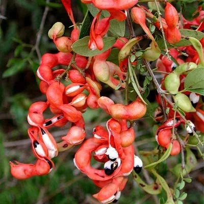 Манильский тамаринд, Manila Tamarind, Pithecellobium dulce, Питецеллобиум сладкий