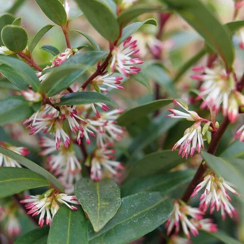 Саркококка Гукера, Sarcococca hookeriana