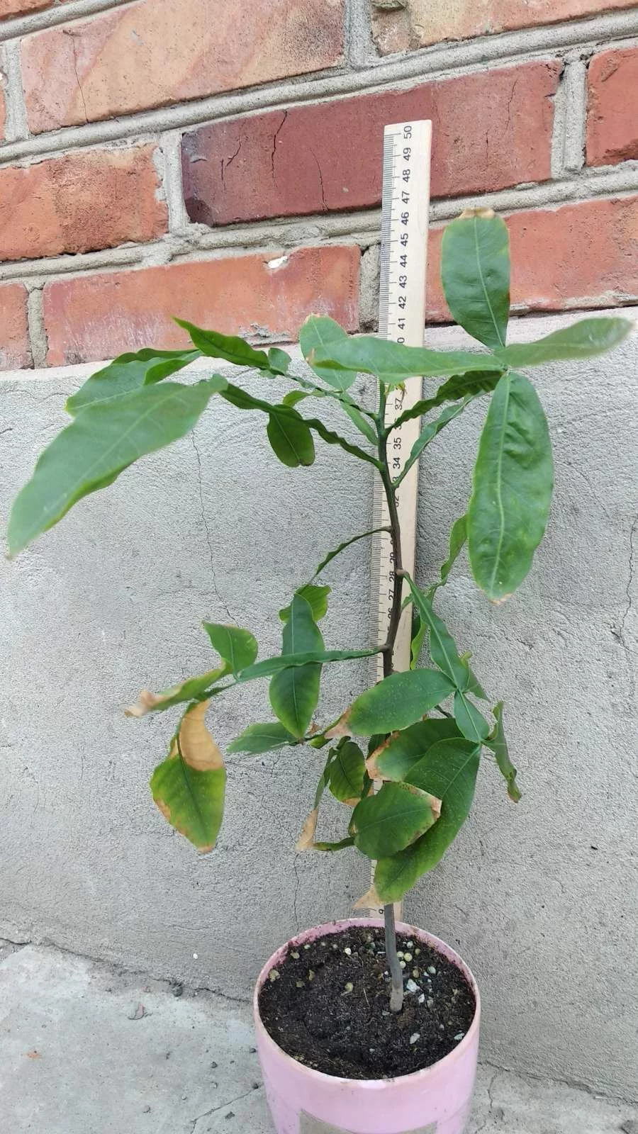 mamonchilo